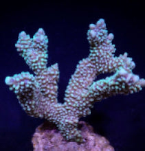 Lade das Bild in den Galerie-Viewer, Montipora capitata
