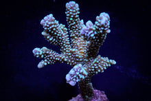 Lade das Bild in den Galerie-Viewer, Montipora capitata
