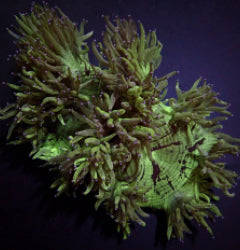 Catalaphyllia jardinei