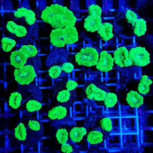 Lade das Bild in den Galerie-Viewer, Caulastrea curvata (Green) (Ultra) (frag) NZ
