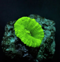 Lade das Bild in den Galerie-Viewer, Caulastrea curvata (Green) (Ultra) (frag) NZ
