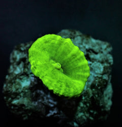 Caulastrea curvata (Green) (Ultra) (frag) NZ