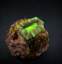 Caulastrea echinulata (frag) NZ