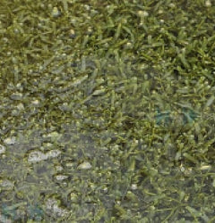 Caulerpa spp.