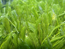 Lade das Bild in den Galerie-Viewer, Caulerpa spp.
