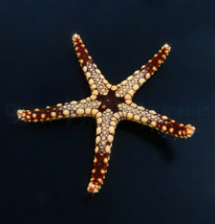 Celerina heffernani