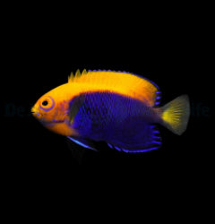 Centropyge acanthops - T.B.