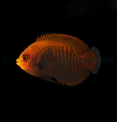 Centropyge aurantia - T.B.