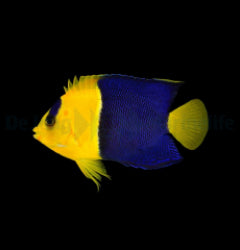 Centropyge bicolor - T.B.