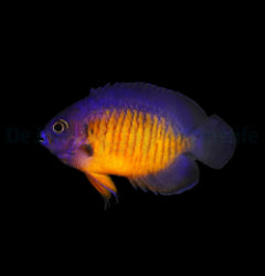 Centropyge bispinosa - T.B.
