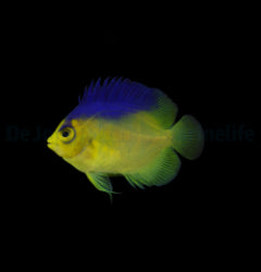 Centropyge colini - T.B.