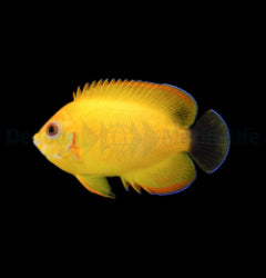 Centropyge flavissima (Hybrid) - T.B.