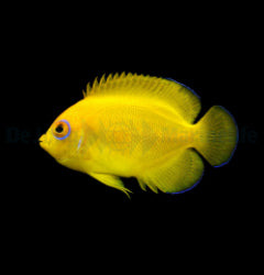 Centropyge flavissima - T.B.