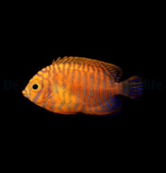Centropyge potteri - T.B.