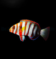Choerodon fasciatus - T.B.