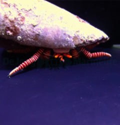 Ciliopagurus striatus