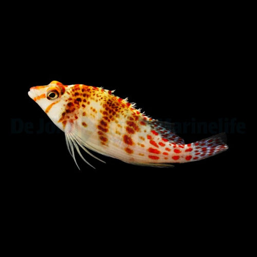Falks Korallenwächter (Cirrhitichthys falco)