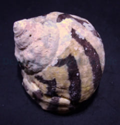 Cittarium pica