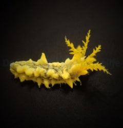 Colochirus robustus