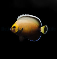Chaetodontoplus conspicillatus - T.B.