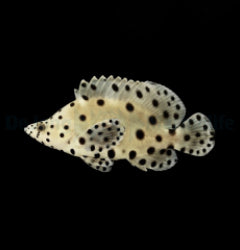 Cromileptes altivelis - T.B.