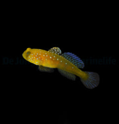 Cryptocentrus cinctus - T.B.