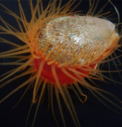Ctenoides scaber