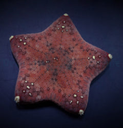 Culcita novaeguineae