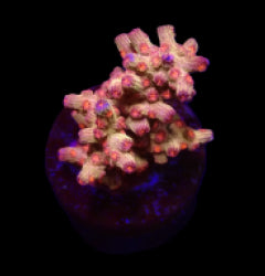 Cyphastrea decadia (frag) NZ