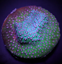 Cyphastrea spp. (Premium) (frag) NZ
