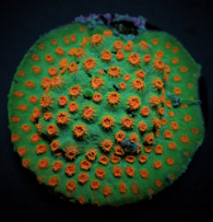 Cyphastrea spp. (Ultra) (frag) NZ