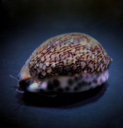 Cypraea eglantina