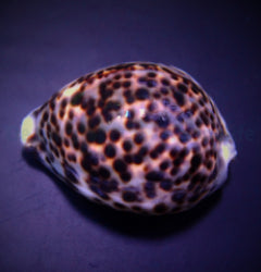 Cypraea tigris