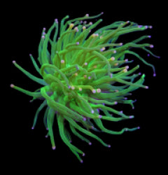 Euphyllia glabrescens (Cotton Candy) (1 hd.) NZ