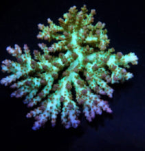 Lade das Bild in den Galerie-Viewer, Acropora desalwii
