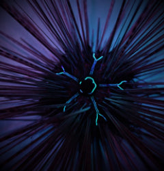 Diadema savignyi