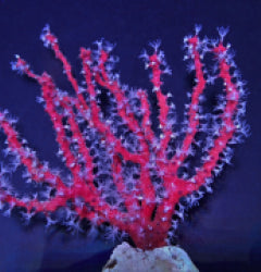 Diodogorgia nodulifera