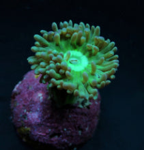 Lade das Bild in den Galerie-Viewer, Duncanopsammia axifuga (frag) NZ
