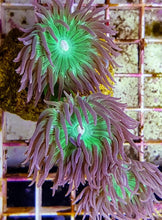 Lade das Bild in den Galerie-Viewer, Duncanopsammia axifuga (frag) NZ
