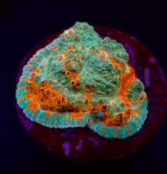 Echinophyllia spp. (Ultra) (frag) NZ