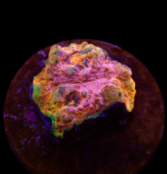 Echinophyllia spp. (Master Grade) (frag) NZ
