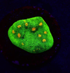 Echinophyllia spp. (Space Invader) (frag) NZ
