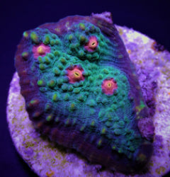 Echinophyllia spp. (Premium) (frag) NZ