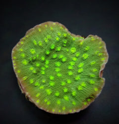 Echinopora lamellosa (Premium) (frag) NZ