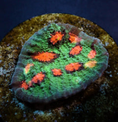 Echinopora spp. (Ultra) (frag) NZ