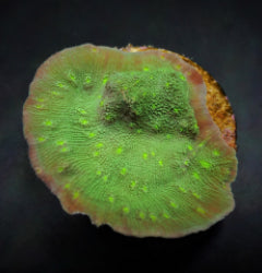 Echinopora spp. (Premium) (frag) NZ