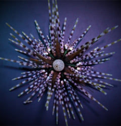 Echinothrix calamaris