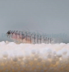 Elacatinus macrodon - T.B.