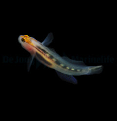 Elacatinus puncticulatus - T.B.