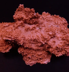 Montipora spp. (Encrusting) (Orange-Red)